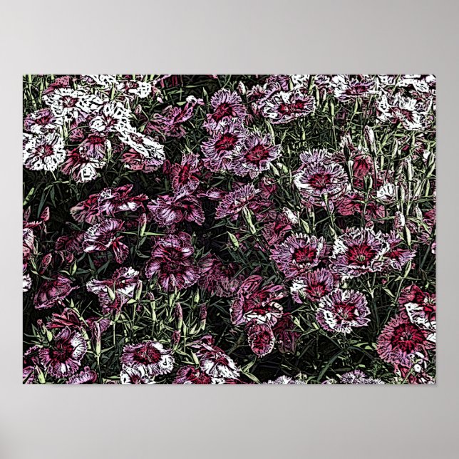 DIANTHUS POSTER (Framsidan)