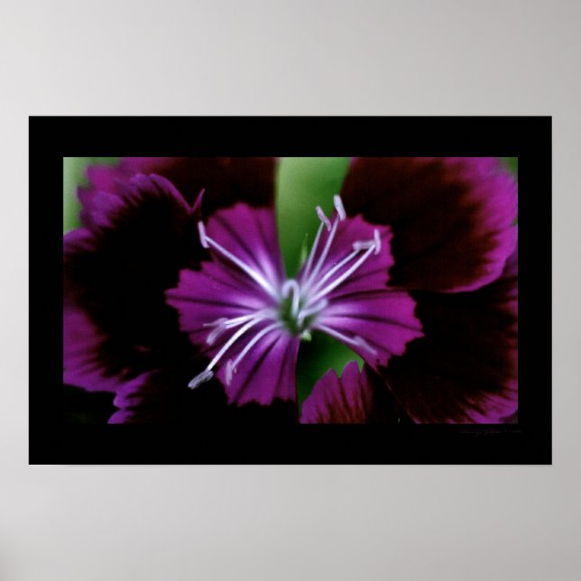 dianthus poster (Framsidan)
