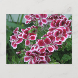 Dianthus Vykort