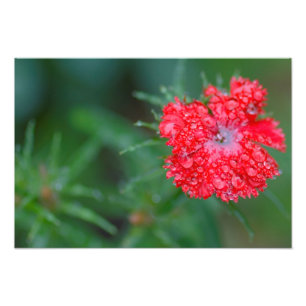 Dianthusblomma efter en regna fototryck
