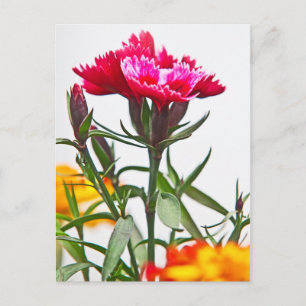 Dianthusblomma Vykort