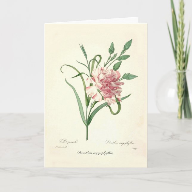 Dianthuscaryophyllus Kort (Framsida)