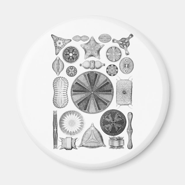 Diatom Magnet (Framsidan)