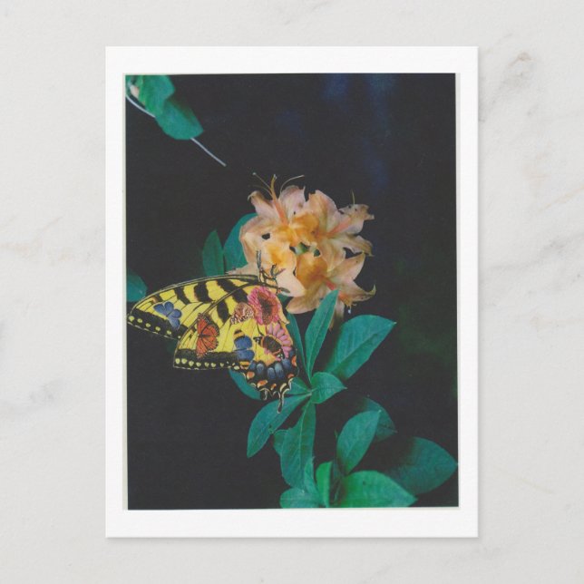 Dibble_Artworks_124_Butterfly Vykort (Framsida)