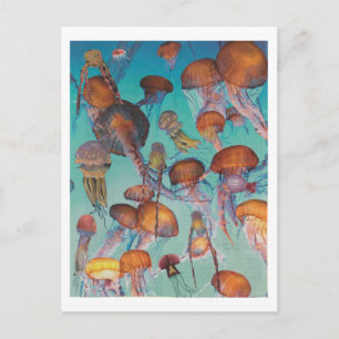 Dibble_Artworks_126_Jellies Vykort