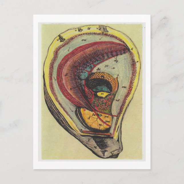 Dibble_Artworks_140_Ostermusslor Vykort (Framsida)