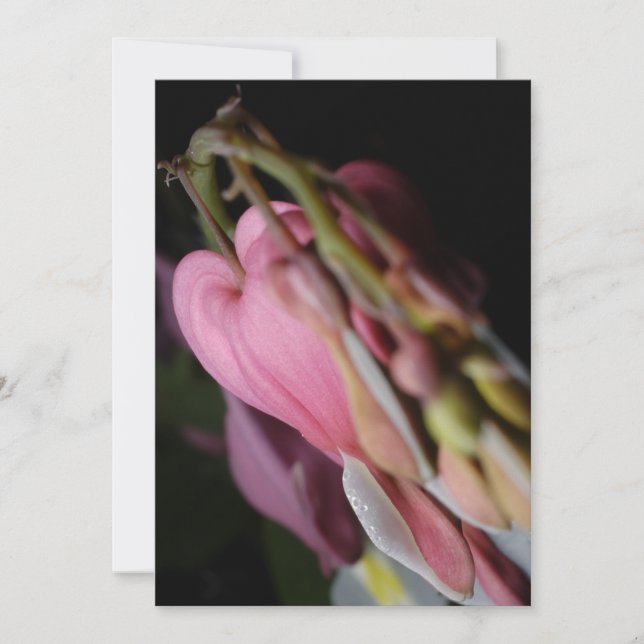 Dicentra (Framsida)