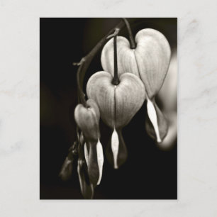 Dicentra - Blödningshjärter art Postcard (B&W) Vykort