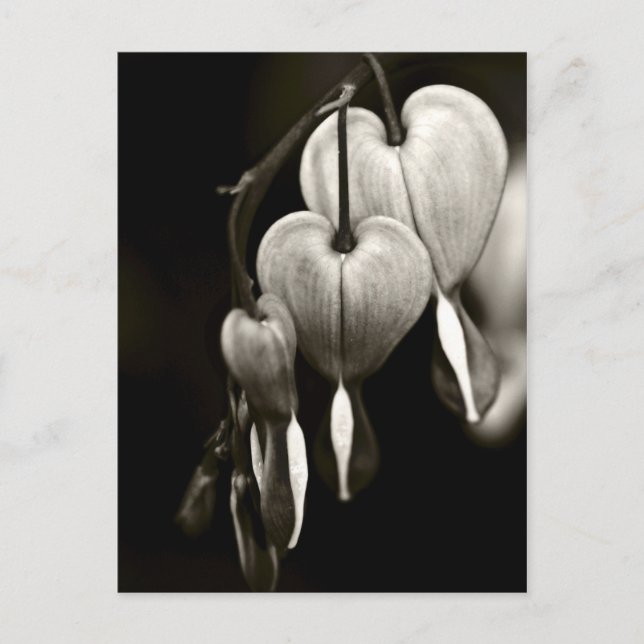 Dicentra - Blödningshjärter art Postcard (B&W) Vykort (Framsida)