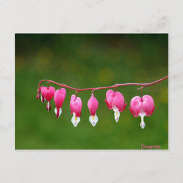 Dicentra - vykort för Blommigt av Rosa hjärtform