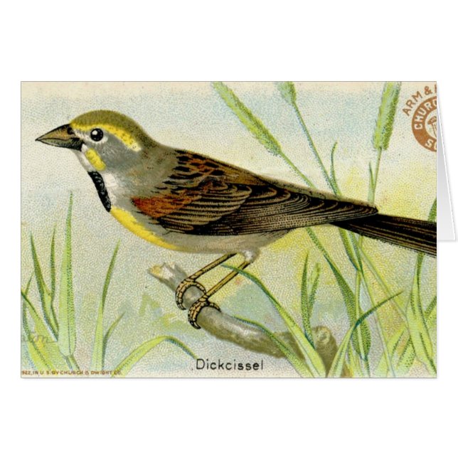 Dickcissel Hälsningskort (Framsidan Horizontal)