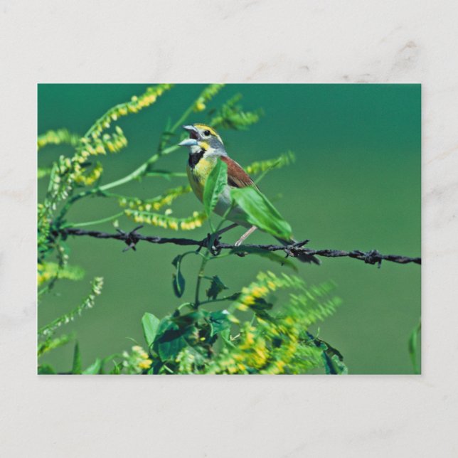 Dickcissel Vykort (Framsida)