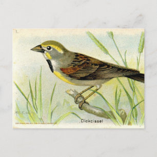 Dickcissel Vykort