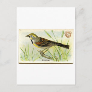 Dickcissel Vykort