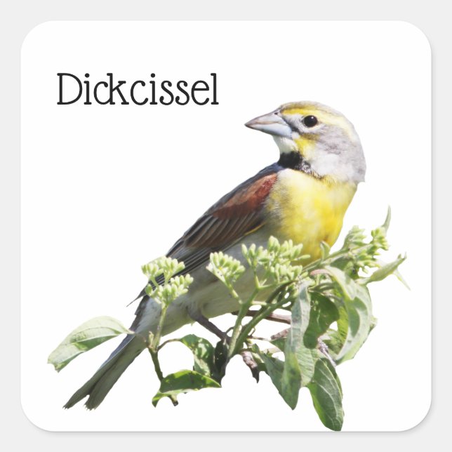 Dickcisselfågel Fyrkantigt Klistermärke (Framsida)