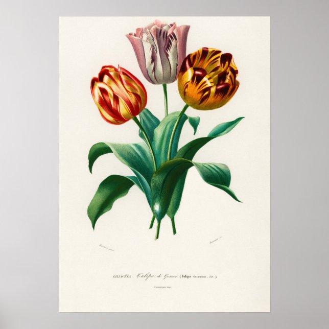 Didiers tulpan (Tulipa gesneriana) Poster (Framsidan)