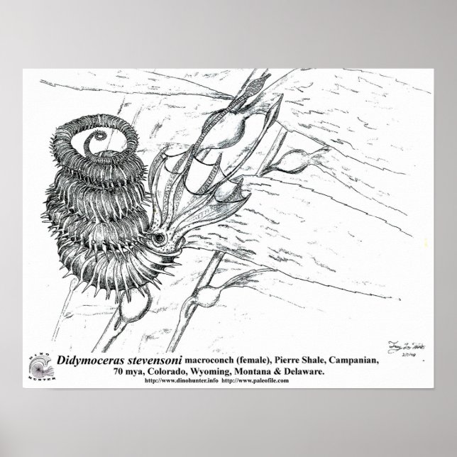 Didymoceras stevensoni poster (Framsidan)