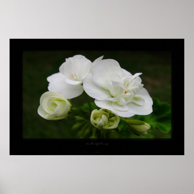 die Entfaltung Poster (Framsidan)