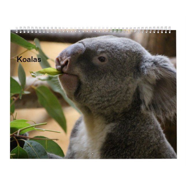 Die Koalas Kalender (Omslag)