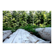 Die Kraft des Waldes