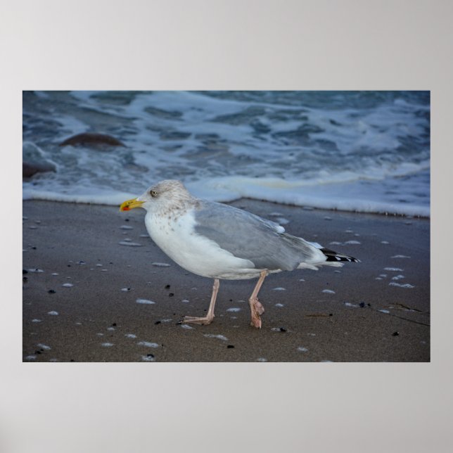 Die Möwe Poster (Framsidan)