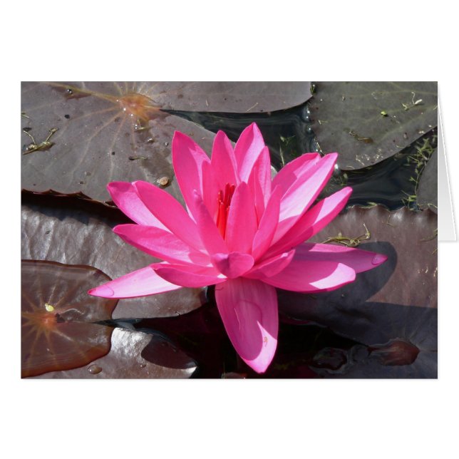 Die Schönheit des Lotus Hälsningskort (Framsidan Horizontal)