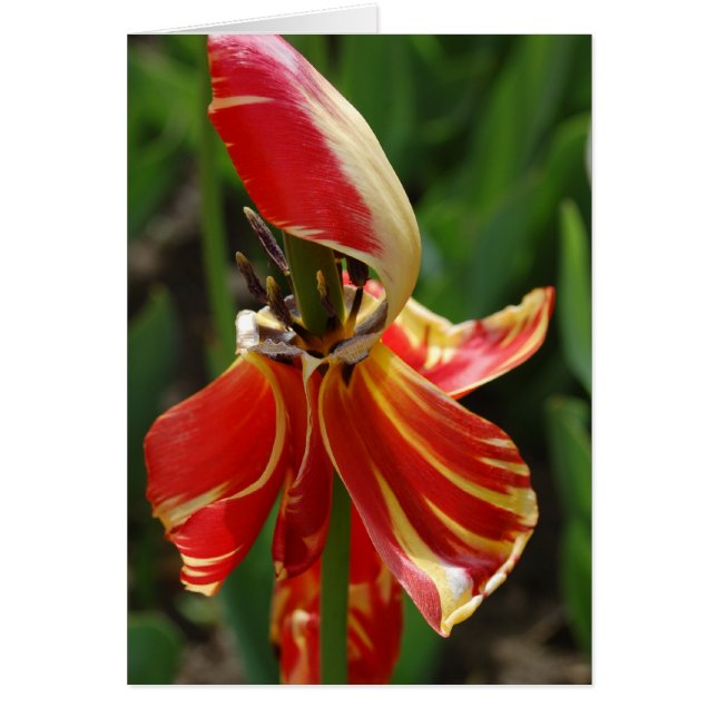 Dieing Tulip Hälsningskort (Framsidan)