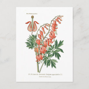 Dielytra (Dicentra) spectablis Vykort