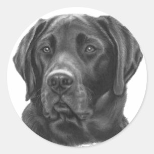 Diesel, Black Labrador Retriever Runt Klistermärke