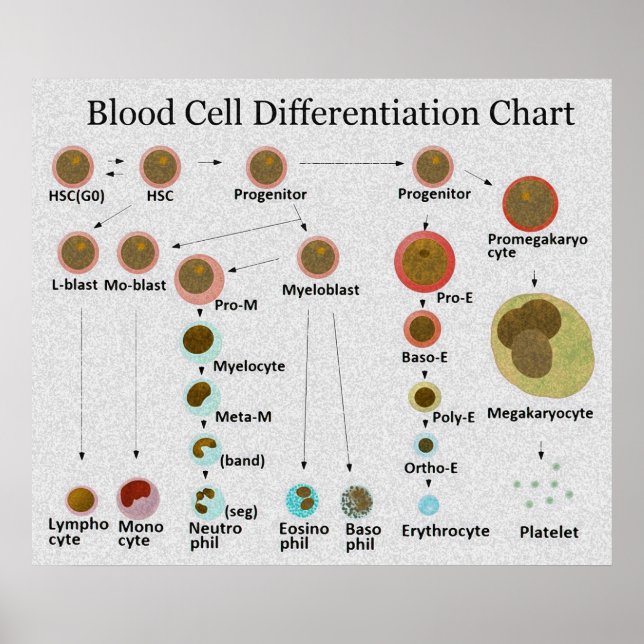 Differentieringsdiagram för blodceller poster (Framsidan)
