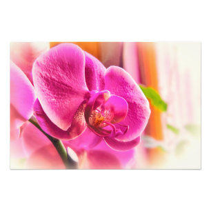 Diffuserad orchid fototryck