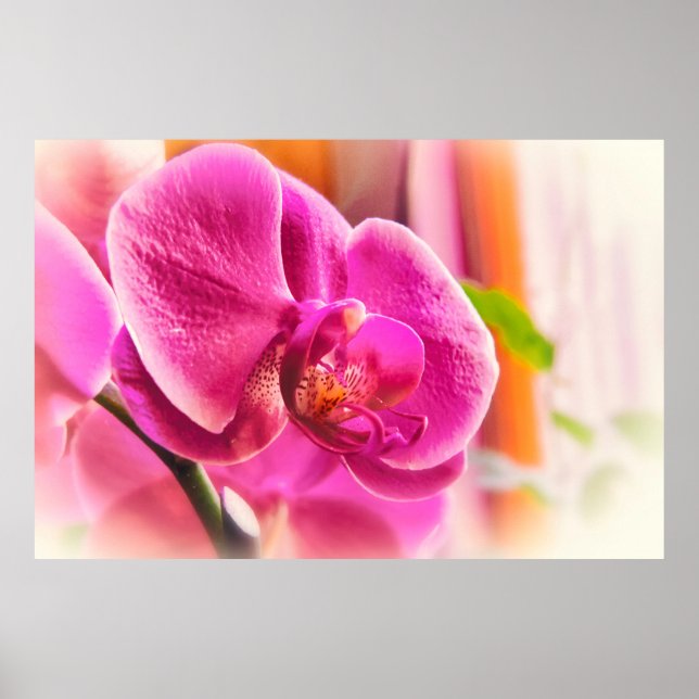 Diffuserad orchid poster (Framsidan)