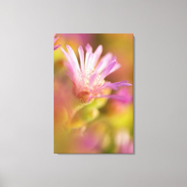 Diffust Bild Av En Färgrik Sukkulent Blomma (Framsida)