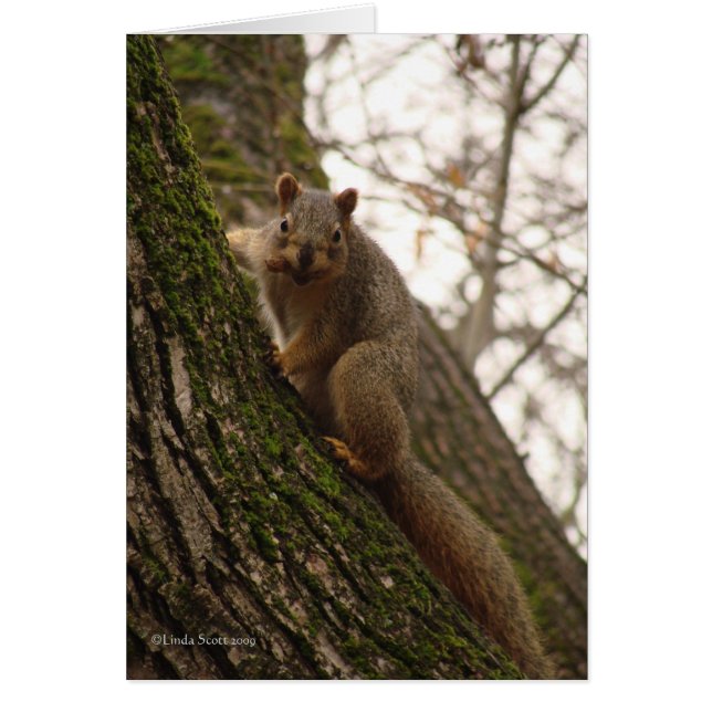 Dig ibland känselförnimmelsenågot liknande ett OBS kort (Framsidan)