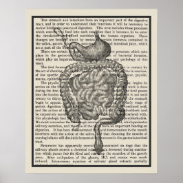 Digestive System Anatomy Art Skriv ut nr 4 Poster