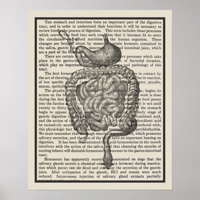 Digestive System Anatomy Art Skriv ut nr 4 Poster (Framsidan)
