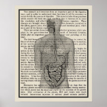 Digestive System Anatomy Art Skriv ut nr 5