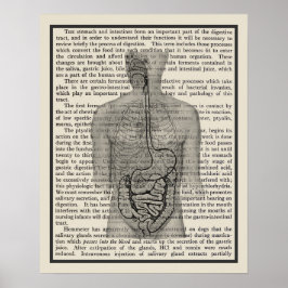 Digestive System Anatomy Art Skriv ut nr 5 Poster