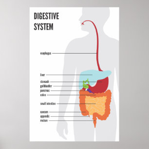 Digestivkexsystem Poster