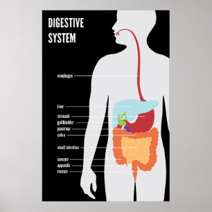 Digestivkexsystem Poster