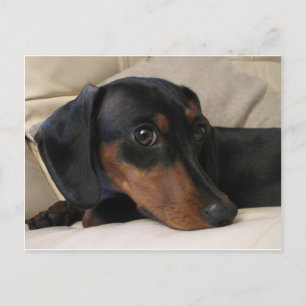 Digger the Dachshund Vykort