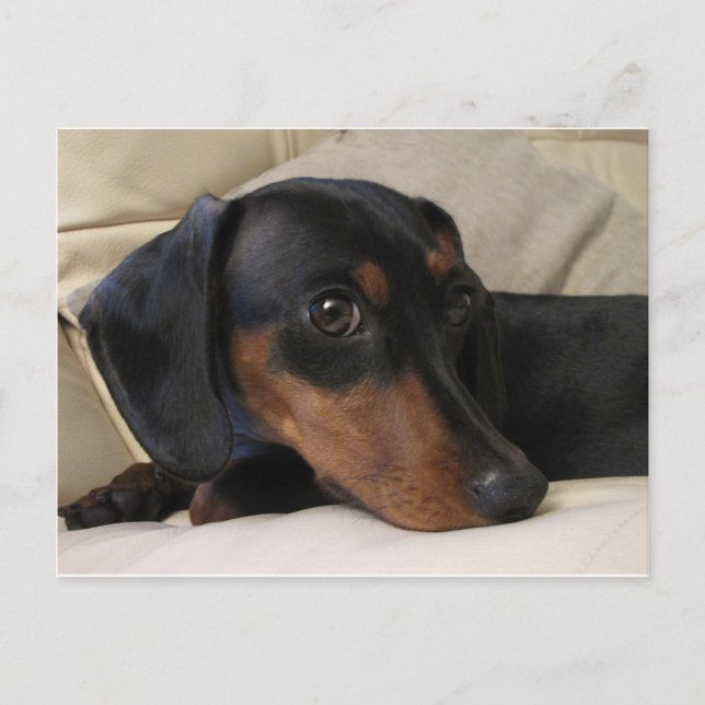 Digger the Dachshund Vykort (Framsida)