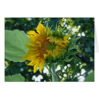 Digital Art Solros Öppning i ljus OBS Kort