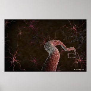 Digital rendering av neuroner poster