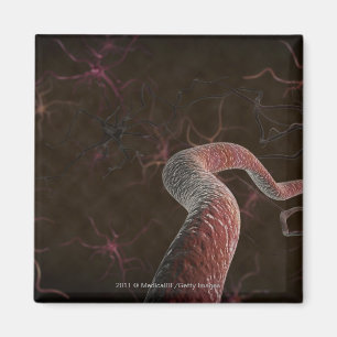 Digital tolkning av neurons magnet
