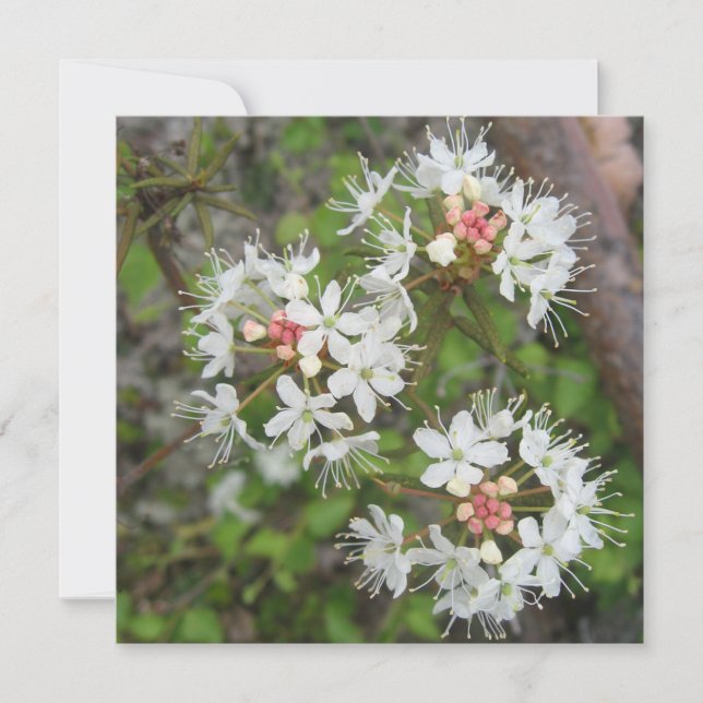 Digital vykort (Framsida)