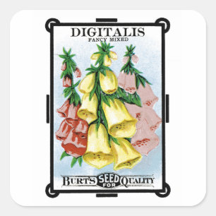 Digitalis Seed Packet Label Fyrkantigt Klistermärke