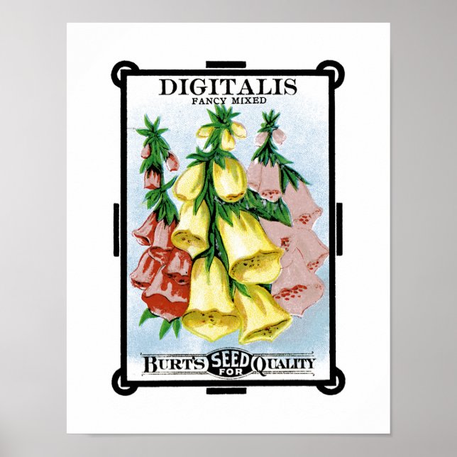 Digitalis Seed Packet Label Poster (Framsidan)