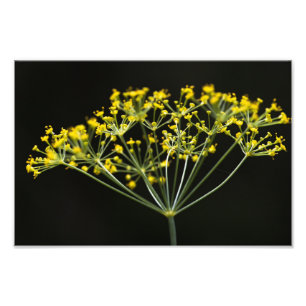 Dill (Anethum graveolens) Fototryck