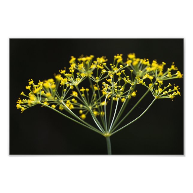 Dill (Anethum graveolens) Fototryck (Framsidan)